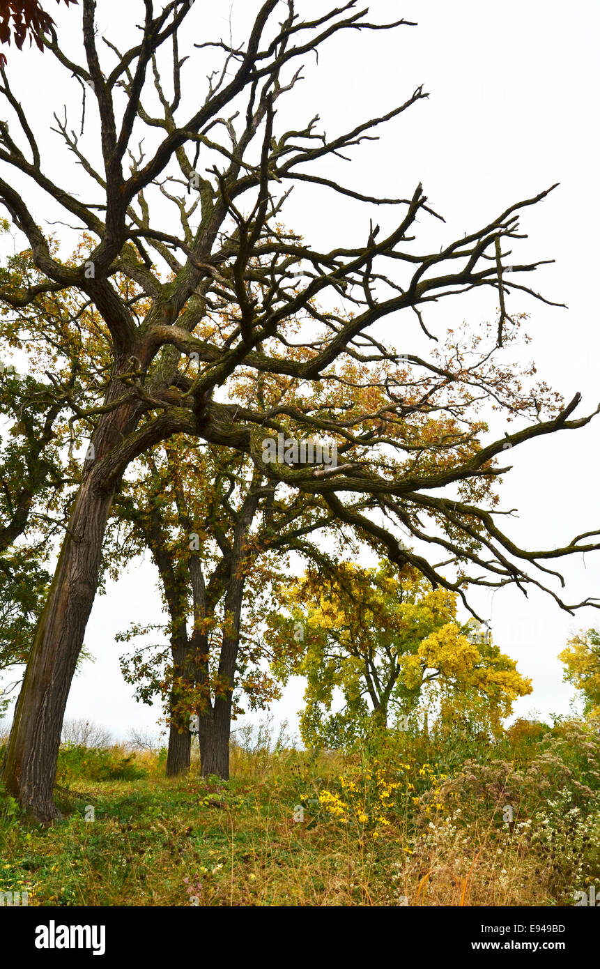 La nature à l'automne à proximité de Lincoln Park Zoo Banque D'Images