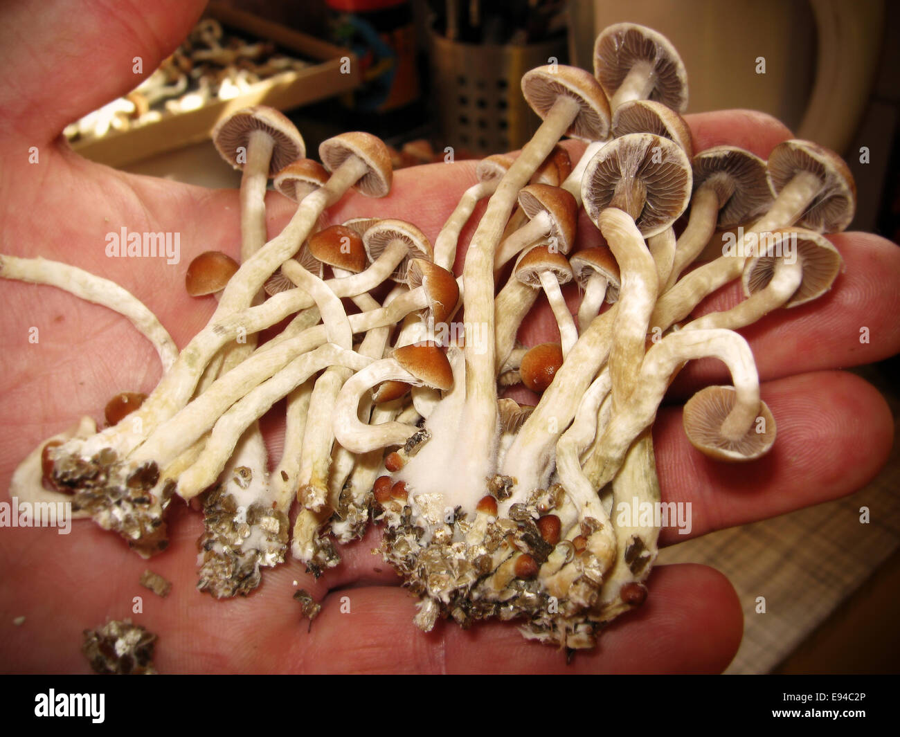 Cultiver des champignons magiques. Banque D'Images