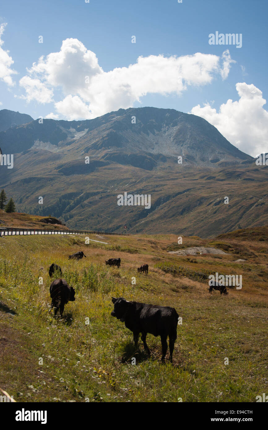 Vaches alpines au sommet du col du Simplon Banque D'Images