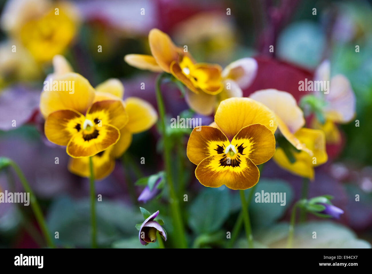 Viola deltini 'Abeille'. Banque D'Images