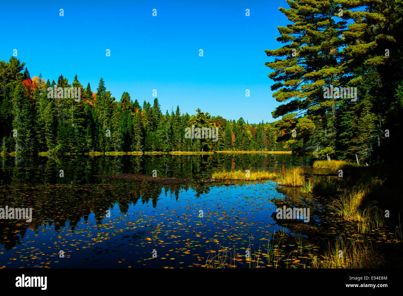 Le Parc Provincial Algonquin Sentier Beaver Pond couleurs d'automne. Ontario Canada Banque D'Images