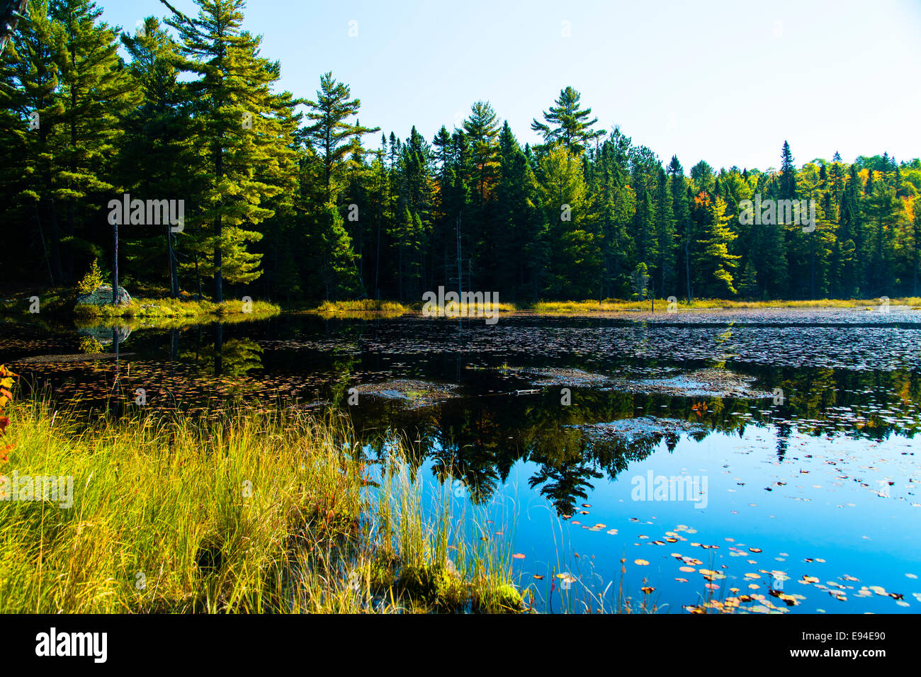 Le Parc Provincial Algonquin Sentier Beaver Pond couleurs d'automne. Ontario Canada Banque D'Images