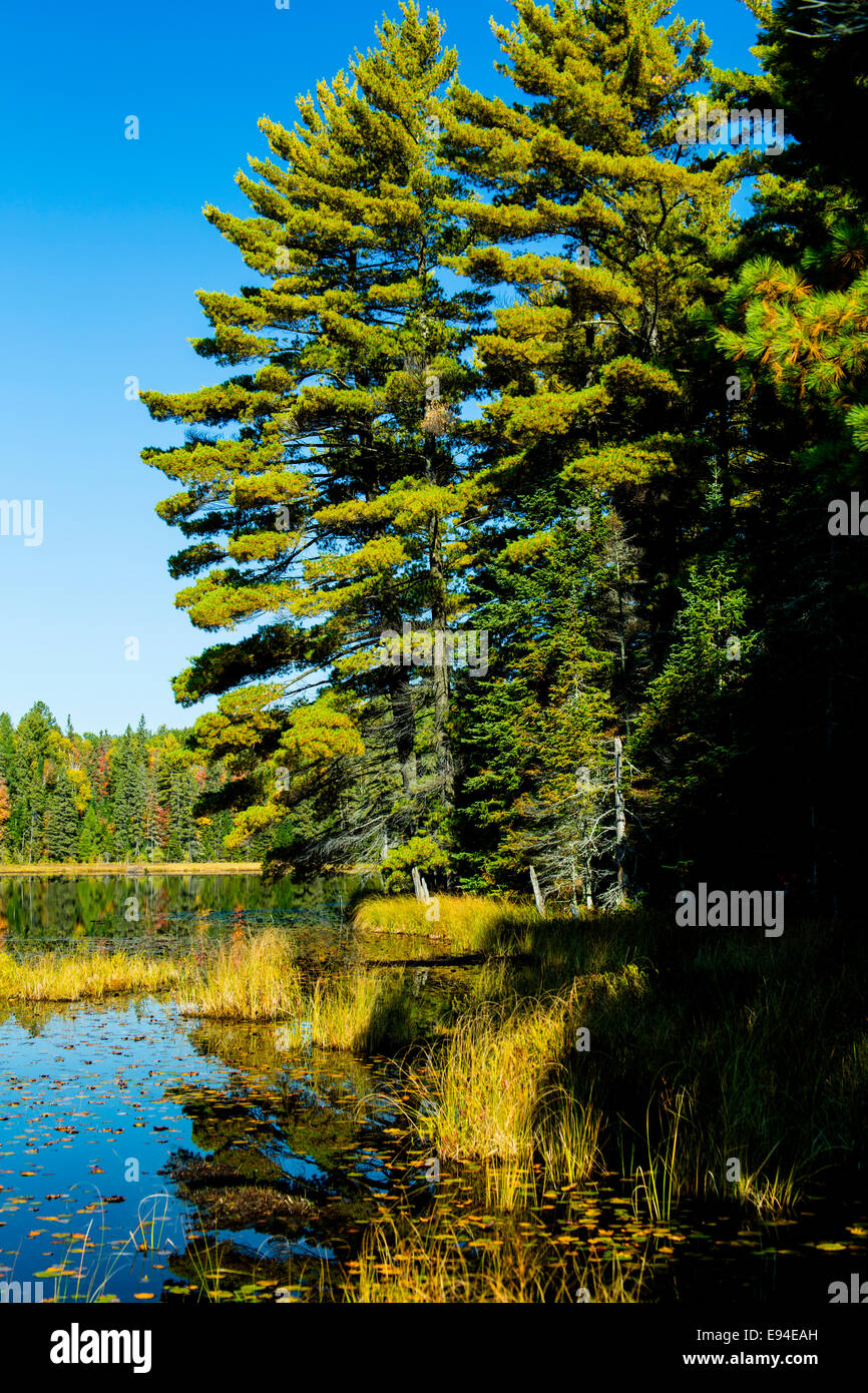Le Parc Provincial Algonquin Sentier Beaver Pond couleurs d'automne. Ontario Canada Banque D'Images