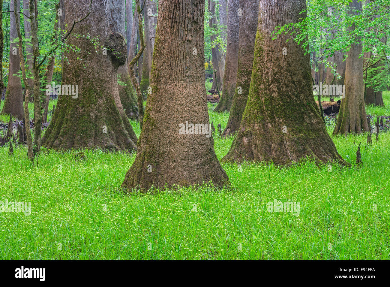 Tupelo Nyssa aquatica (eau) avec la croissance de carex. Lac sage, Congaree National Park, en Caroline du Sud. Banque D'Images