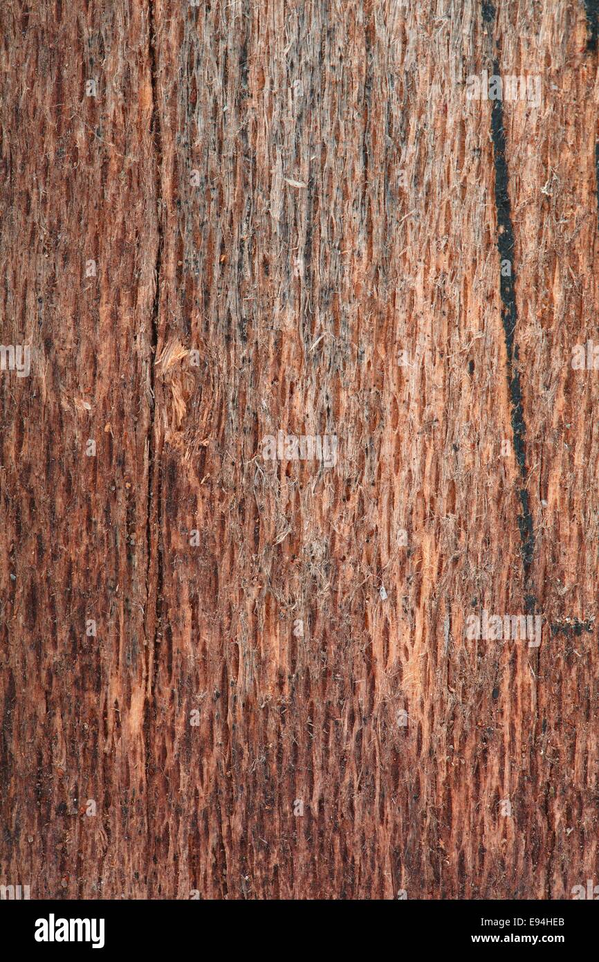 Texture du bois Banque D'Images