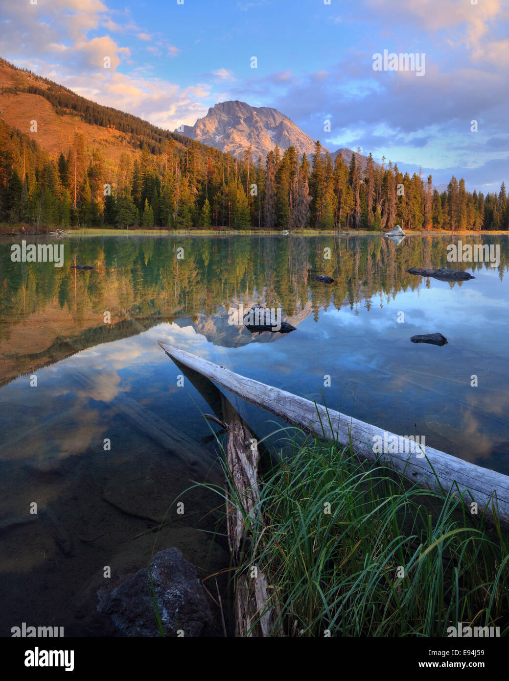 Pins tordus et les roseaux le long de la rive du lac de chaîne à Grand Teton National Park, Wyoming Banque D'Images