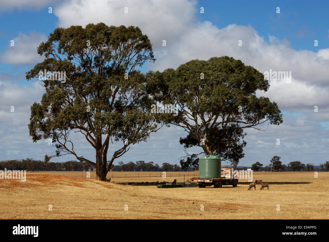 Les moutons près d'un réservoir d'eau reposant sur un vieux camion en pays Victoria en Australie. Banque D'Images