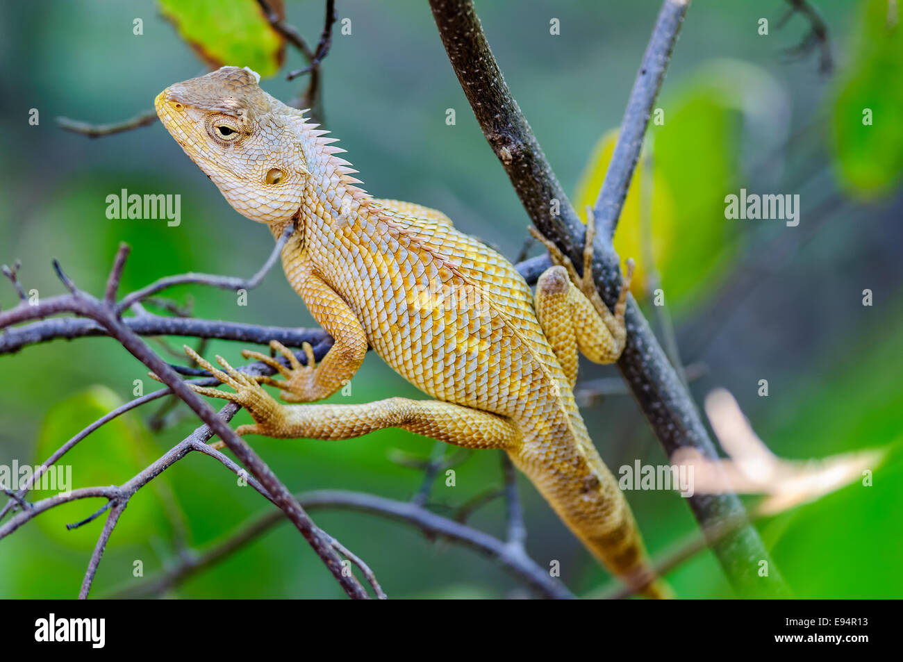 Oriental Garden Lizard en attente sur une branche d'arbre Banque D'Images