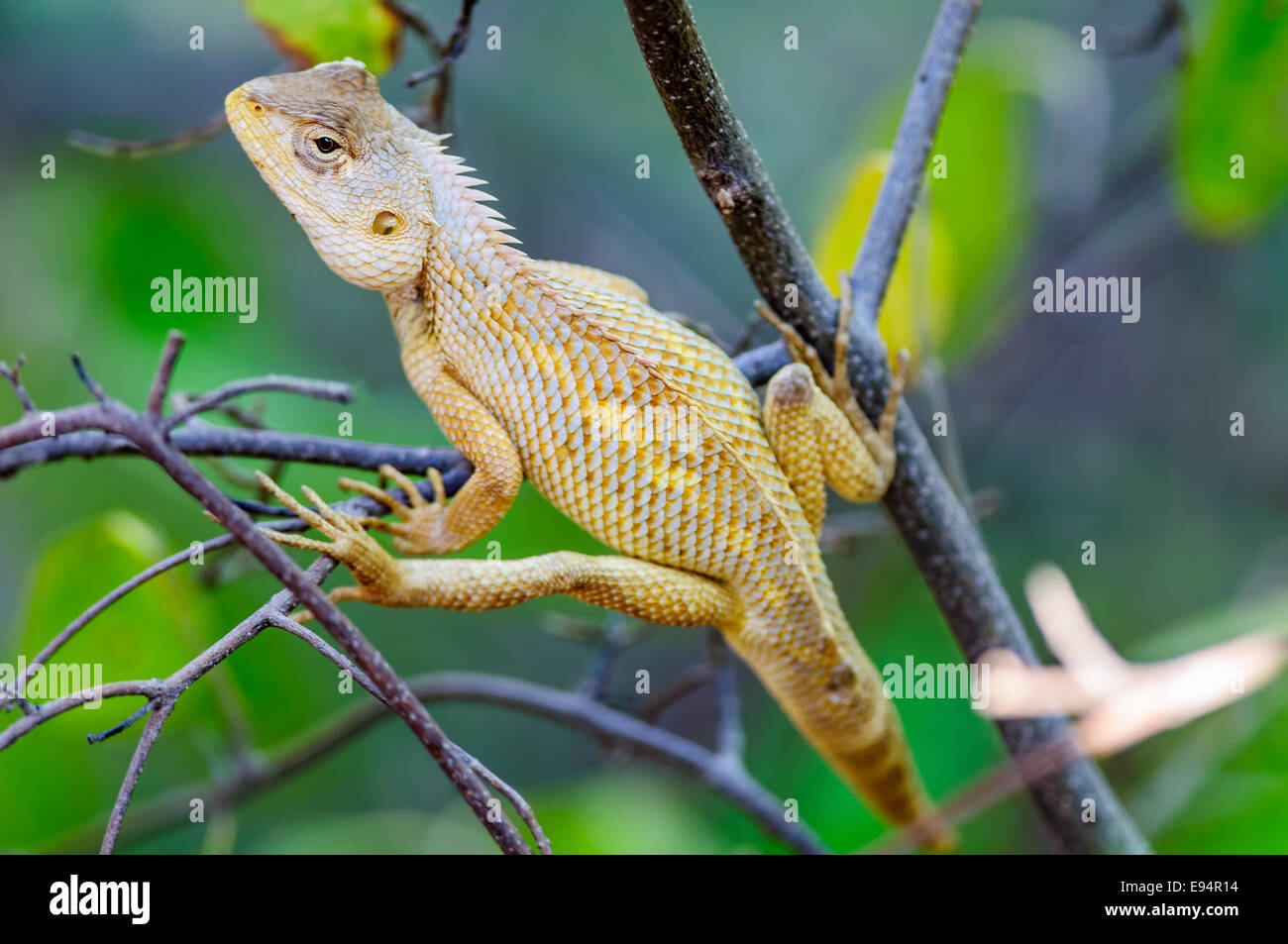 Oriental Garden Lizard en attente sur une branche d'arbre Banque D'Images