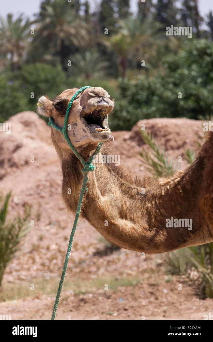 Camel en Marrakech, Maroc portant un harnes et d'une selle pour le transport et l'utilisation en tant qu'animal pack pour transporter des charges Banque D'Images