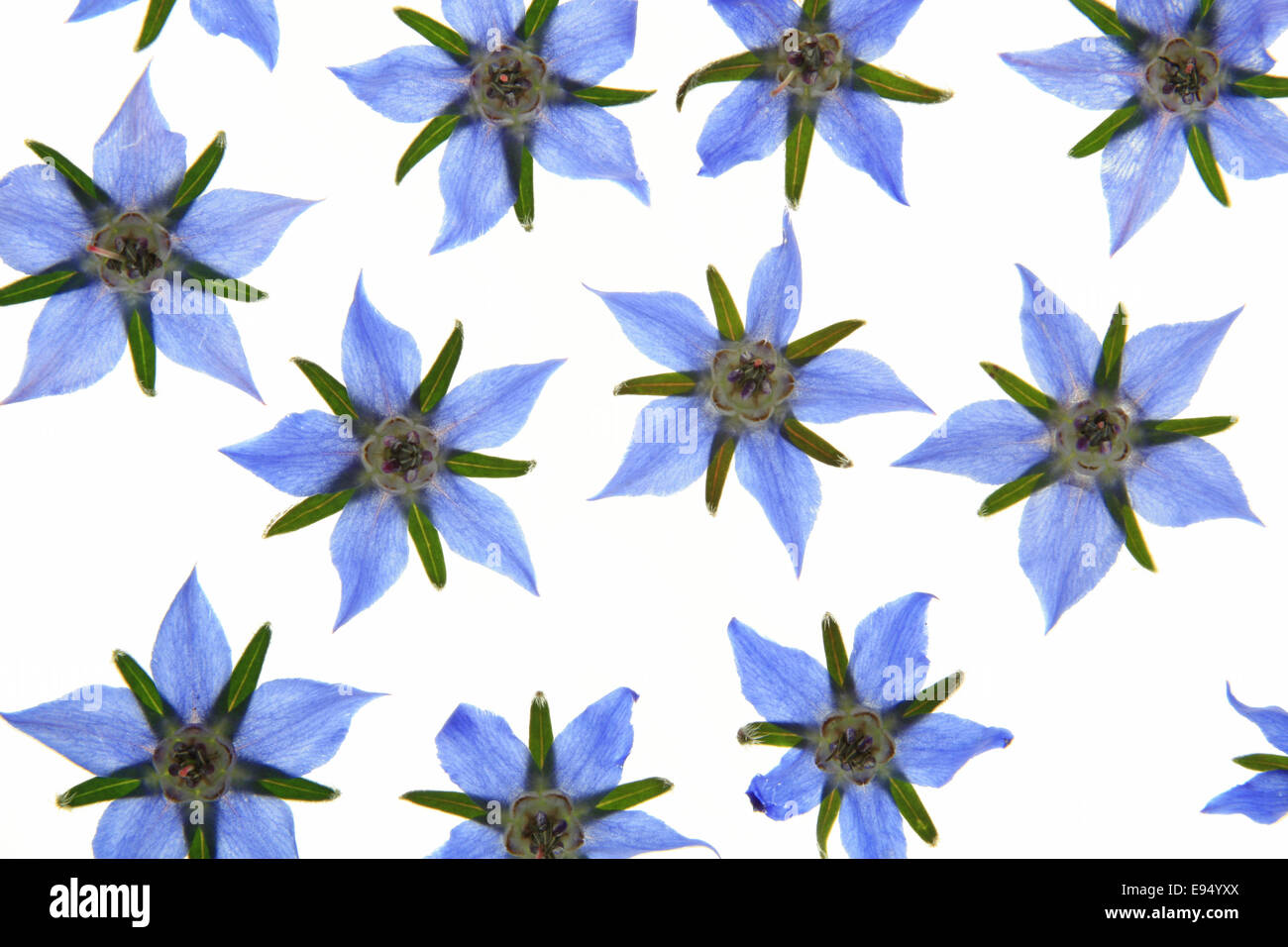 Fleurs de bourrache (Borago officinalis) Banque D'Images