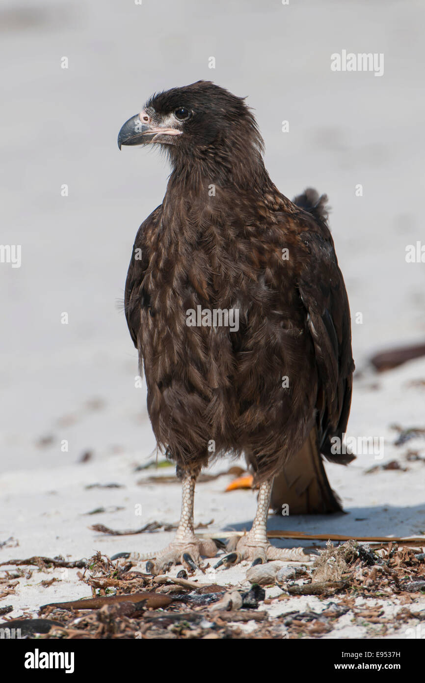 Caracara strié ou Johnny Rook (Phalcoboenus australis), l'un des plus rares oiseaux de proie dans le monde, l'île de la carcasse Banque D'Images