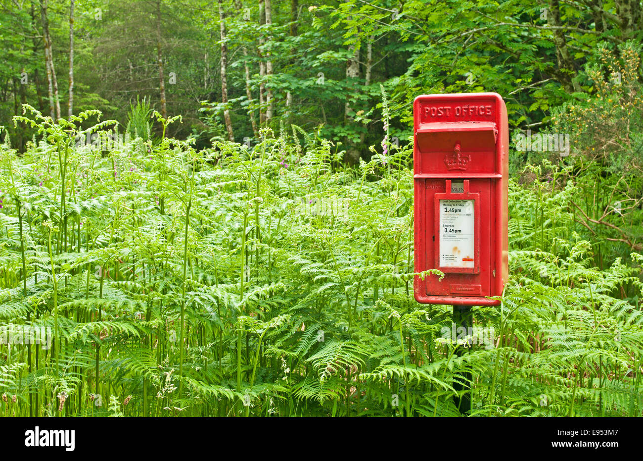 Post box rouge traditionnel sur un poteau, entouré de grands bois bracken en campagne près de Plockton, West Highlands, Écosse, Royaume-Uni Banque D'Images