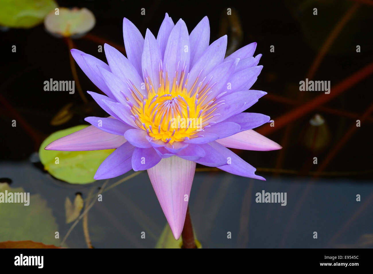 Blue Lotus, nénuphar (Nymphaea caerulea), en dehors de la Brahma Vihara bouddhiste Monastère, Banjar, Nord de Bali, Bali, Indonésie Banque D'Images