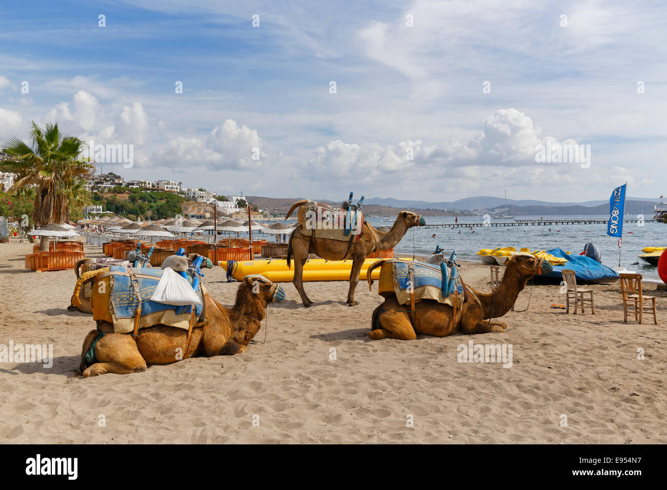 Des chameaux à ce qu'on appelle la plage de Camel, Kargı Koyu, péninsule de Bodrum, Bodrum, Muğla province, région de l'Egée, la Turquie Banque D'Images