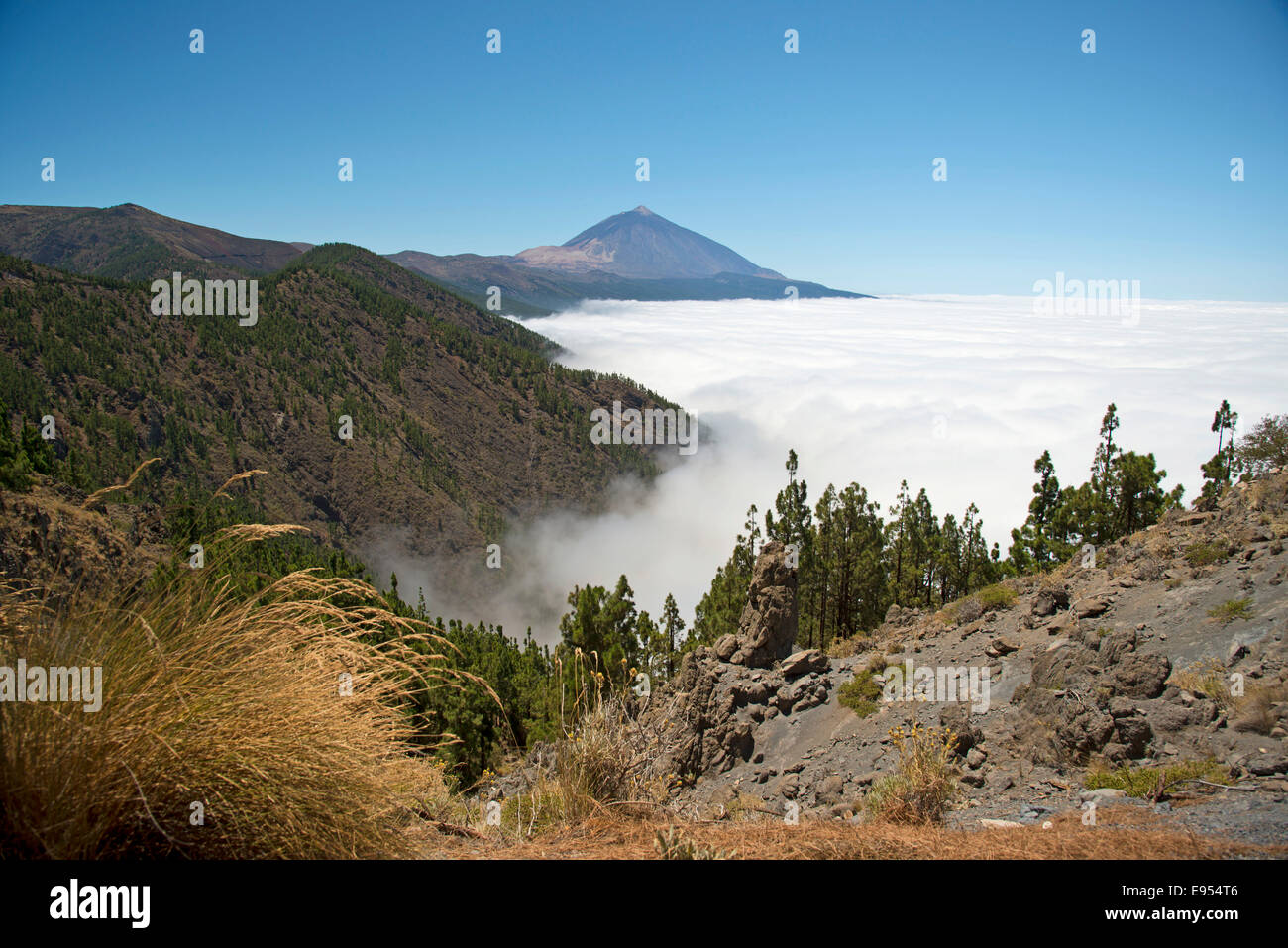 Forêt de pins, île des Canaries pin (Pinus canariensis), les nuages vent, le volcan Pico del Teide, 3718m, le Parc National du Teide Banque D'Images