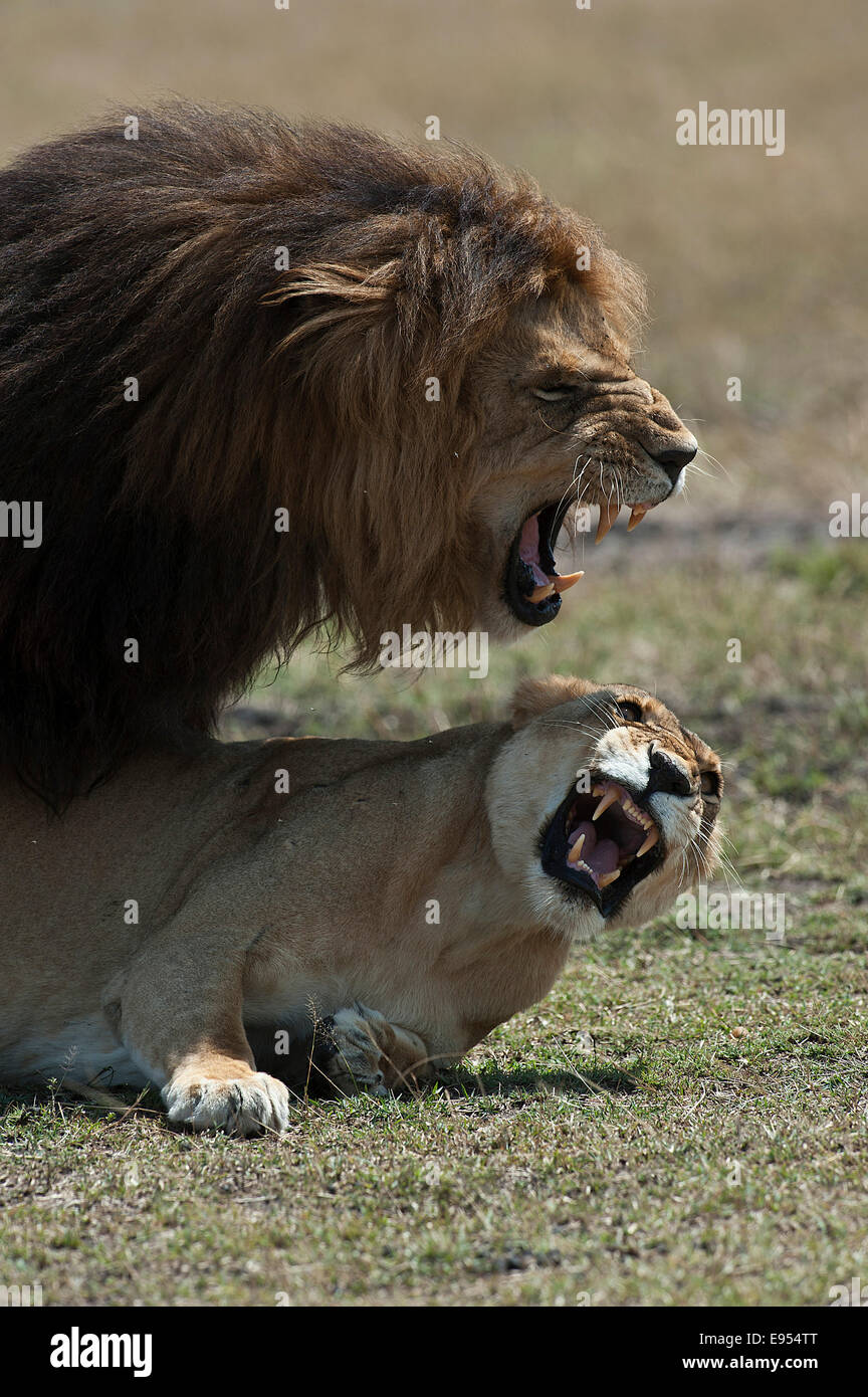 Les lions (Panthera leo), couple, Maasai Mara, Kenya Banque D'Images