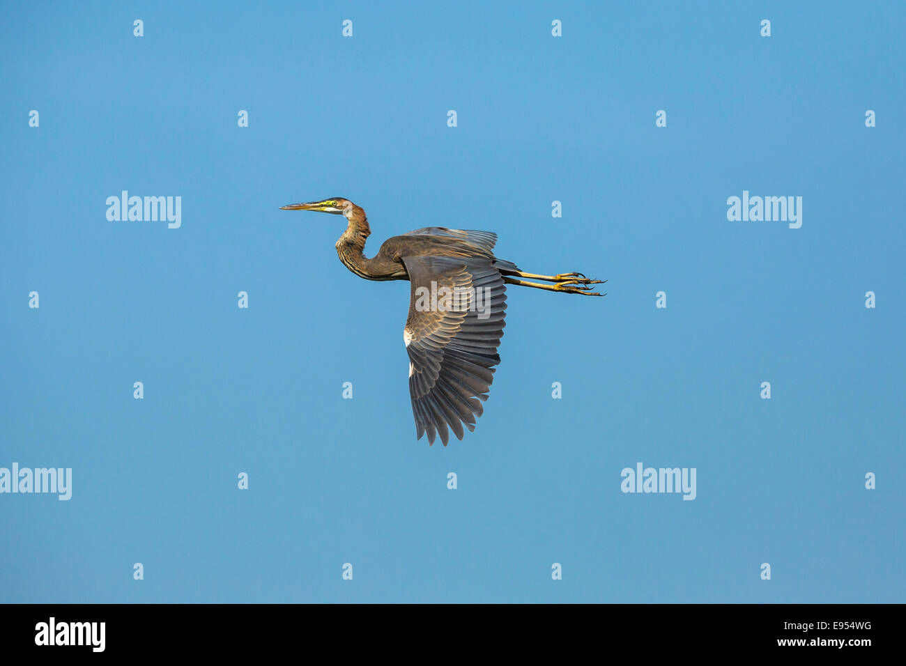 Héron pourpré (Ardea purpurea), Parc national de Keoladeo, Rajasthan, Inde Banque D'Images