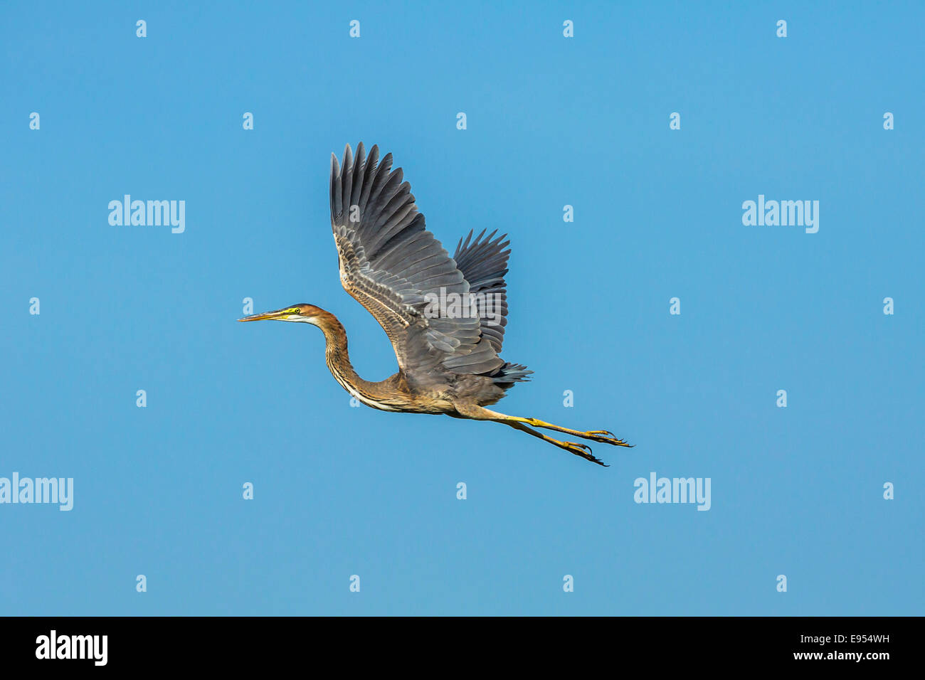 Héron pourpré (Ardea purpurea), Parc national de Keoladeo, Rajasthan, Inde Banque D'Images