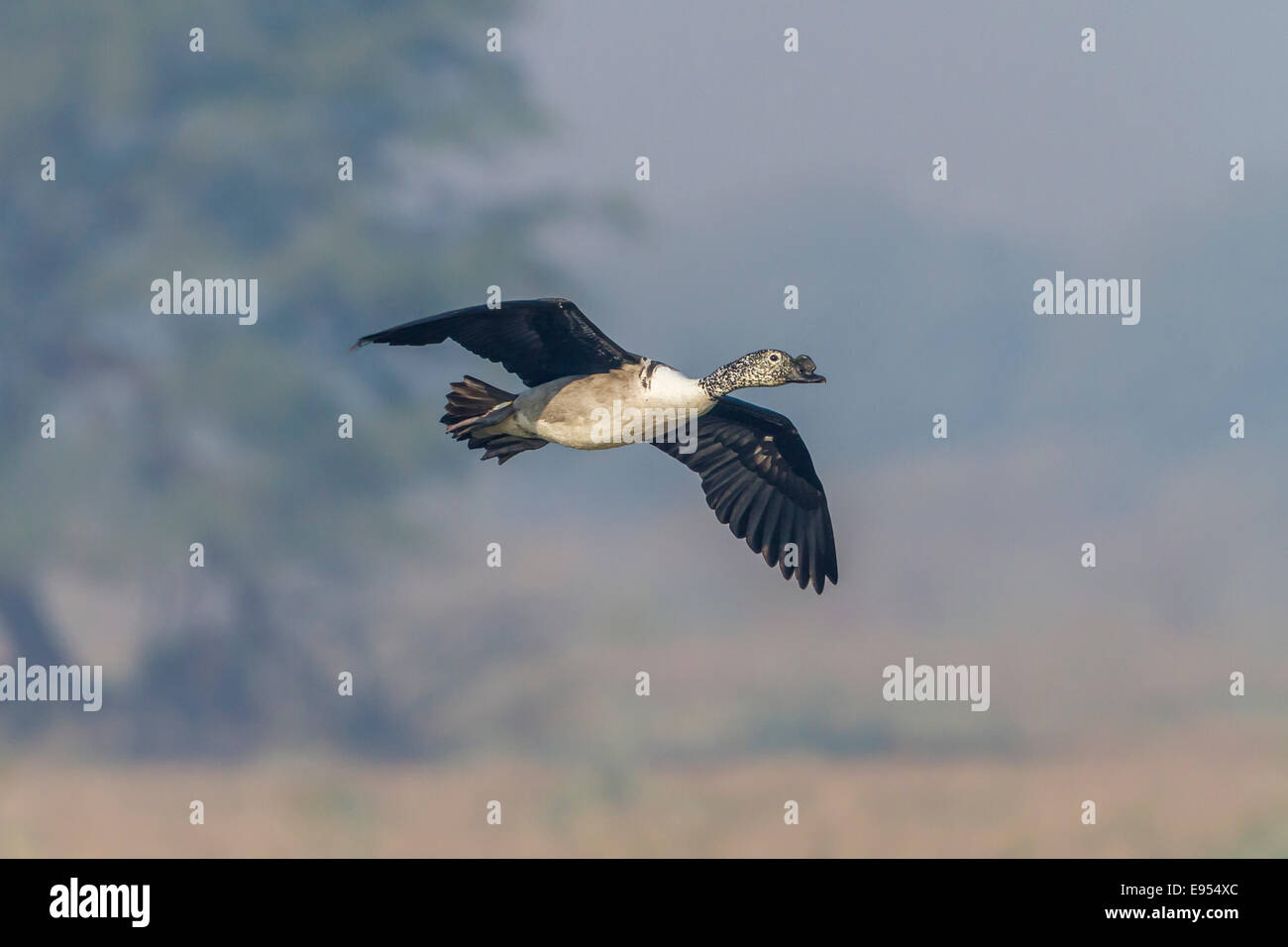 Canard à bec bouton (Sarkidiornis melanotos), Parc national de Keoladeo, Rajasthan, Inde Banque D'Images