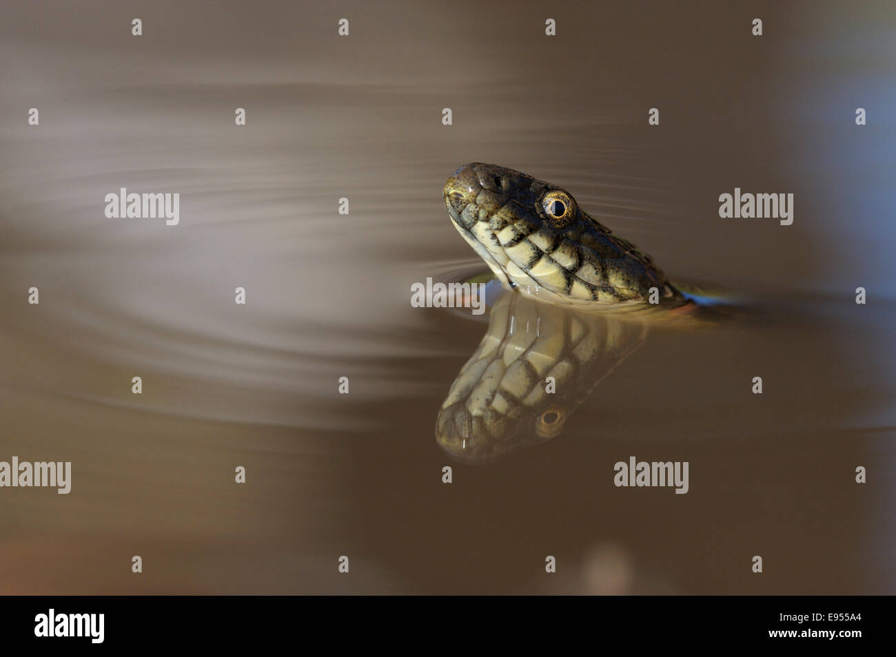 Snake (Natrix tessellata dés), dans l'eau, avec la réflexion, la Bulgarie Banque D'Images