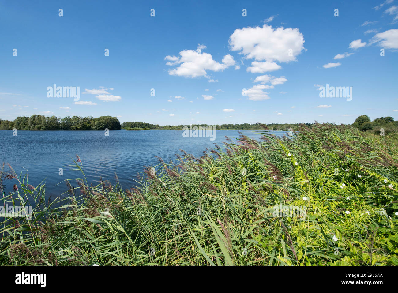 Paysage de l'étang, Meißendorf Meißendorf, la réserve naturelle des lacs, Basse-Saxe, Allemagne Banque D'Images