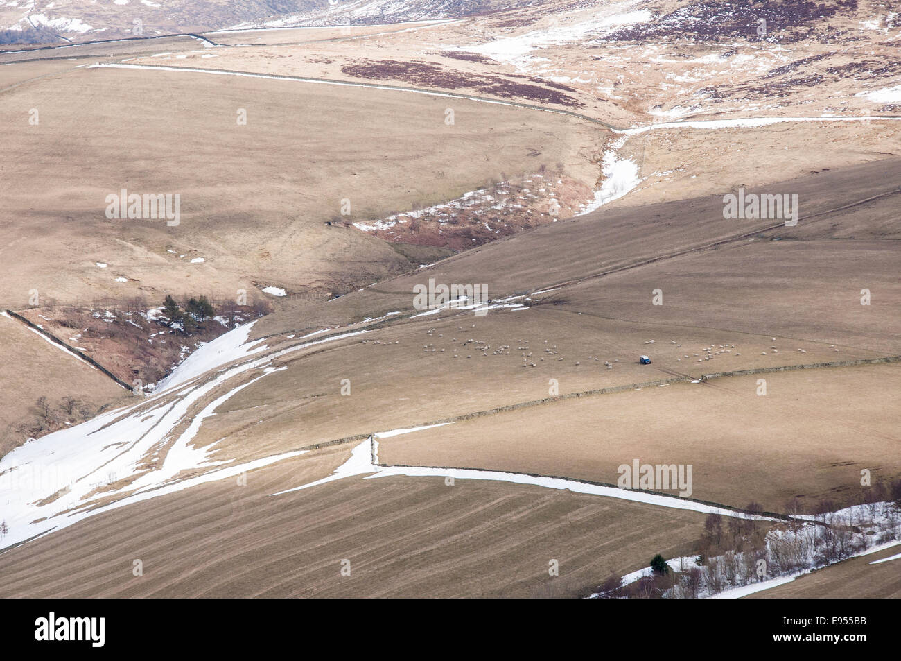 Les véhicules agricoles sur les maures à assister à des moutons paissant dans un paysage de fin d'hiver. Banque D'Images