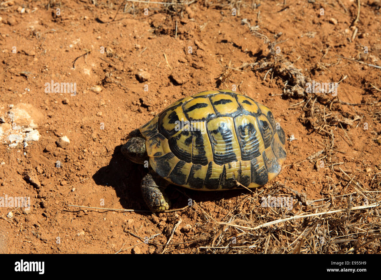 Marginated tortoise (Testudo marginata), Minorque, Iles Baléares, Espagne Banque D'Images Marginated tortoise (Testudo marginata), Minorque, Iles Baléares, Espagne Banque D'Images