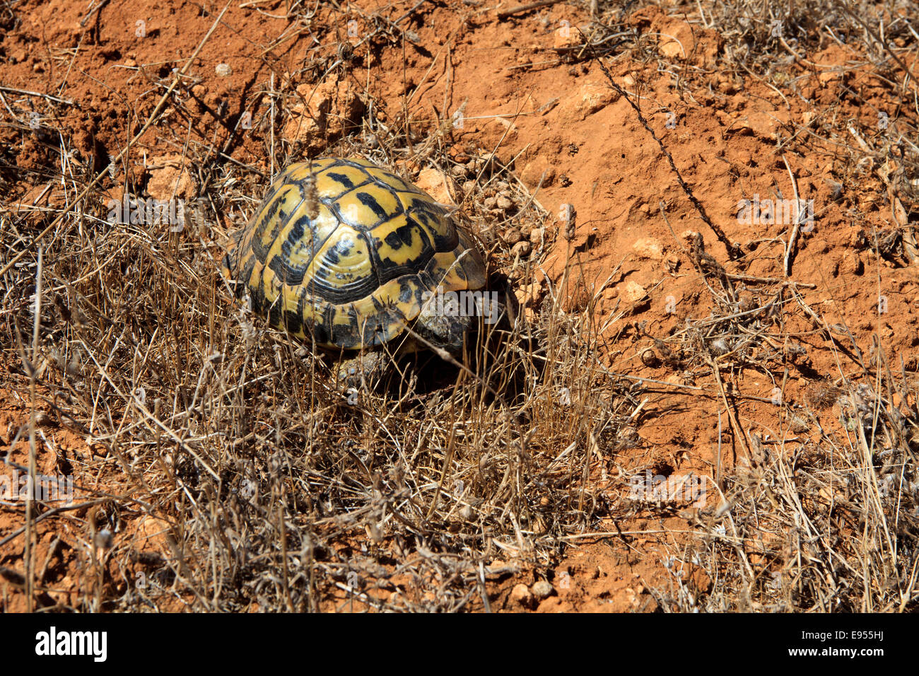 Marginated tortoise (Testudo marginata), Minorque, Iles Baléares, Espagne Banque D'Images Marginated tortoise (Testudo marginata), Minorque, Iles Baléares, Espagne Banque D'Images