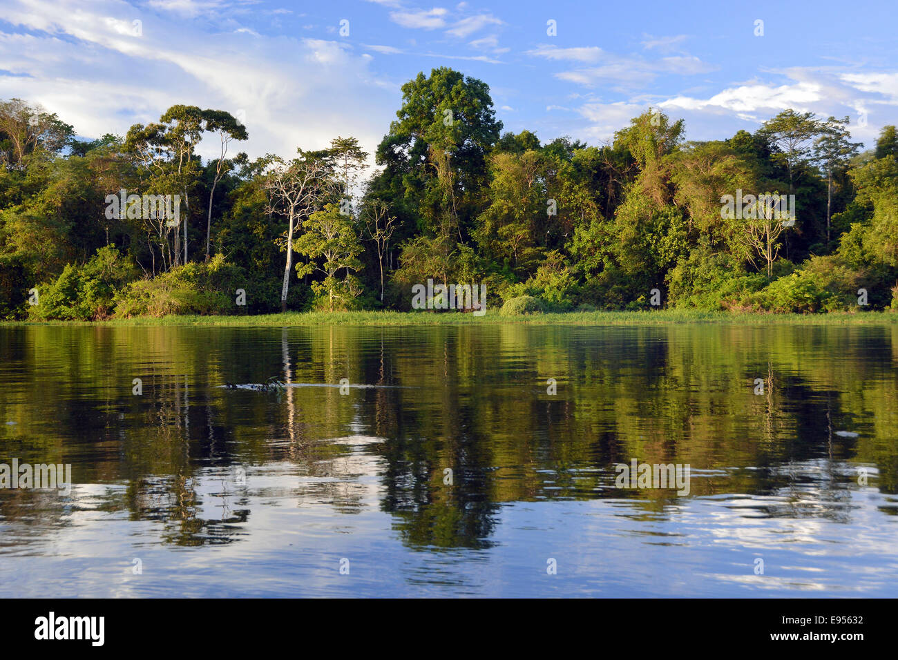 Banque de la rivière Rio Solimões inondées avec Várzea Forêt, Parc National de Mamirauá, Manaus, Amazonas, Brésil Banque D'Images
