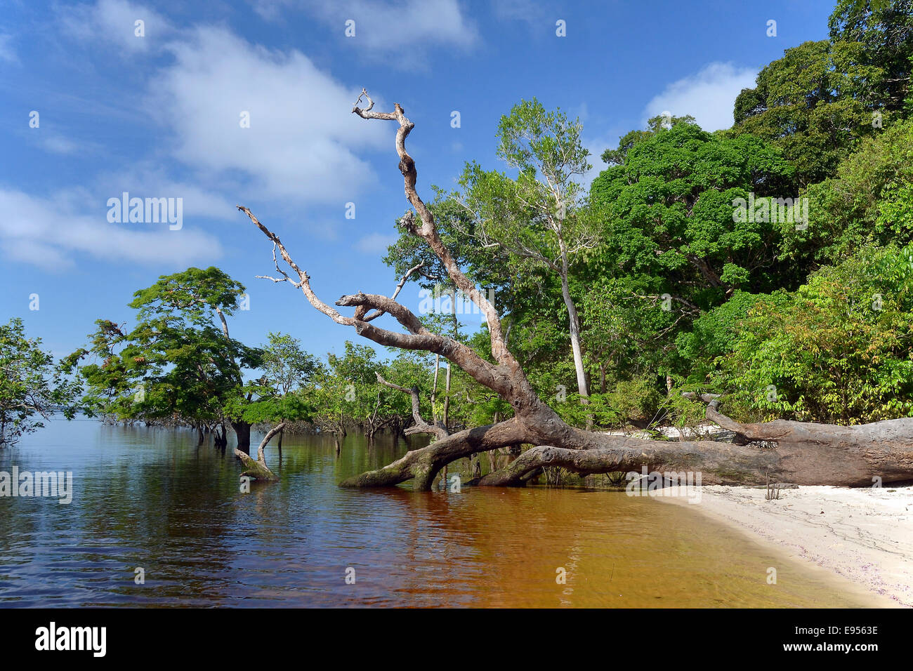 Tronc de l'arbre d'une forêt d'arbres géants couchés sur les rives de l'Amazone et le Rio Solimões, développement durable de Mamirauá Banque D'Images