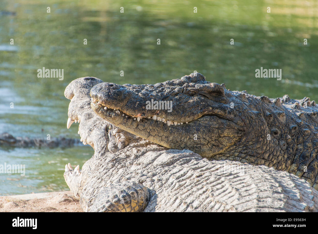 Les crocodiles du Nil (Crocodylus niloticus), crocodile ranch, Otjiwarongo, Namibie Banque D'Images