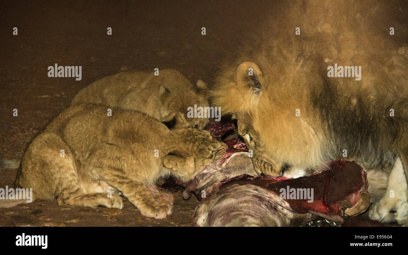 Les lions (Panthera leo), Namibie Banque D'Images