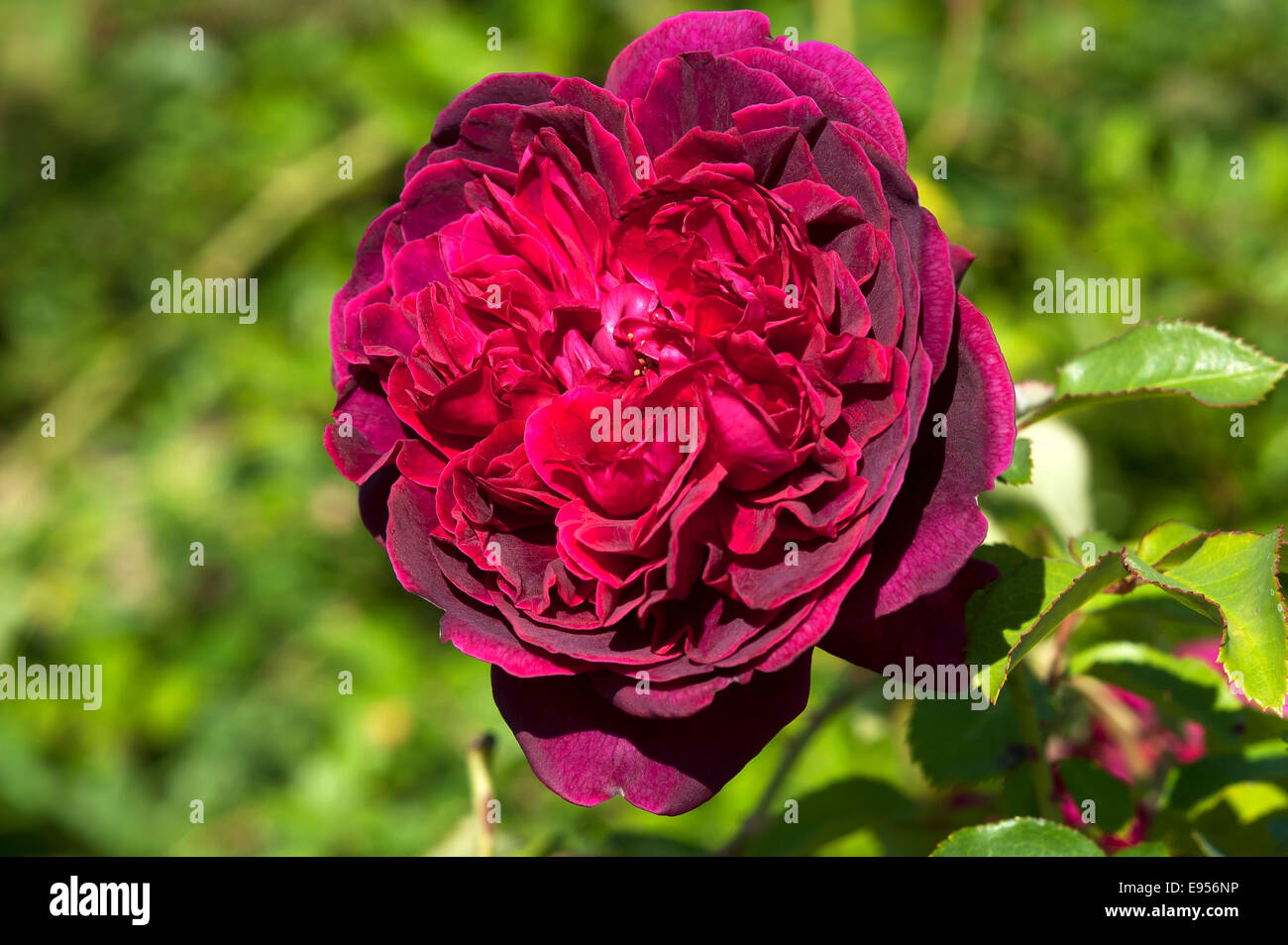 Rose rouge fleur (Rosa 'Heathcliff') Banque D'Images