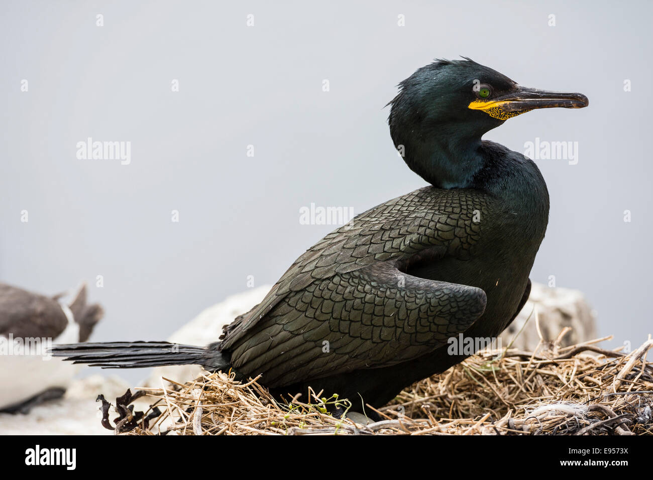 European shag (Phalacrocorax aristotelis), iles farne, Northumberland, England, United Kingdom Banque D'Images