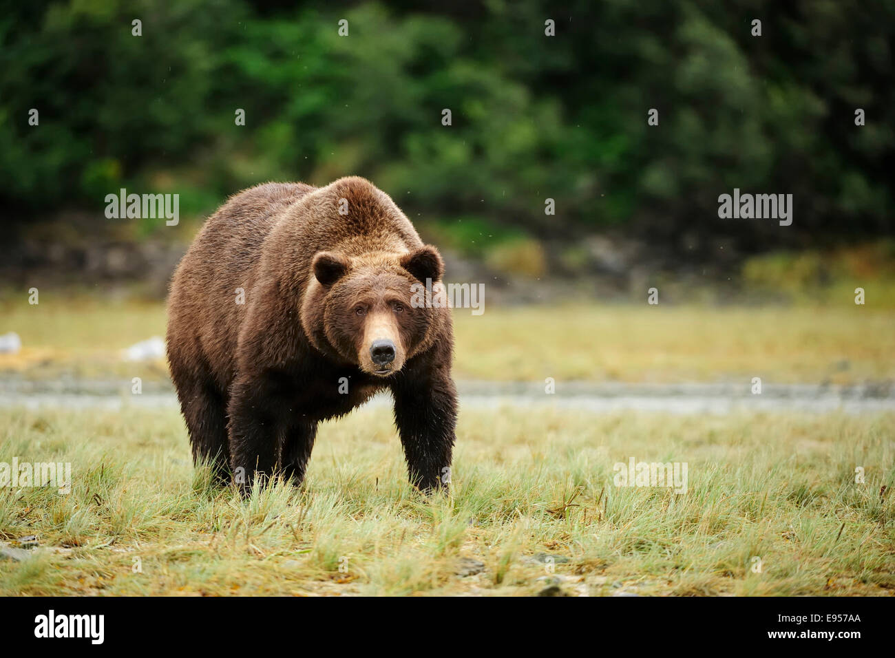 Ours brun (Ursus arctos), Katmai National Park, Alaska Banque D'Images