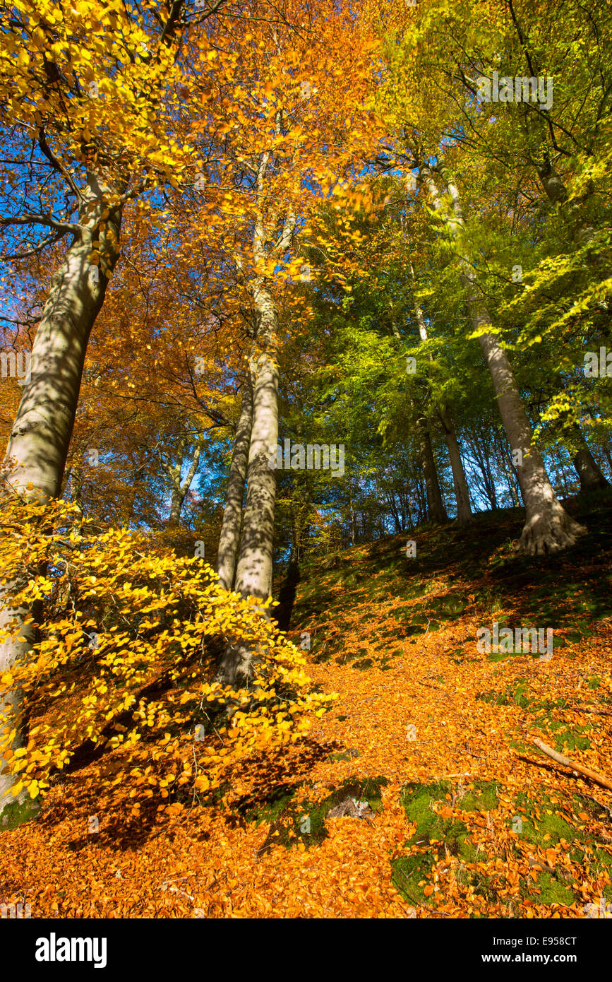 L'automne à Minnowburn de hêtres, de Belfast, en Irlande du Nord Banque D'Images