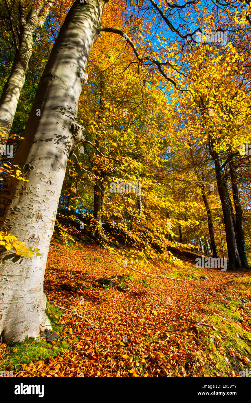 L'automne à Minnowburn de hêtres, de Belfast, en Irlande du Nord Banque D'Images