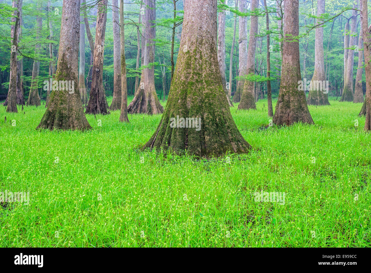Tupelo Nyssa aquatica (eau) avec la croissance de carex. Lac sage, Congaree National Park, en Caroline du Sud. Banque D'Images