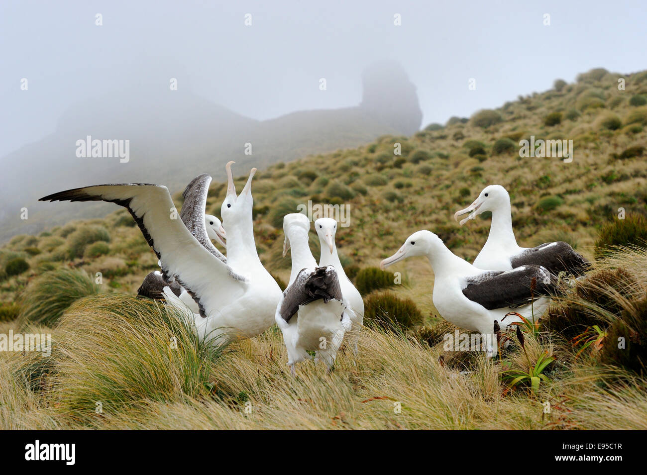 Du Sud Albatros (Diomedea epomophora) affichage à la cour dans l'herbe, de l'île Campbell sub-antarctiques, en Nouvelle-Zélande. Banque D'Images
