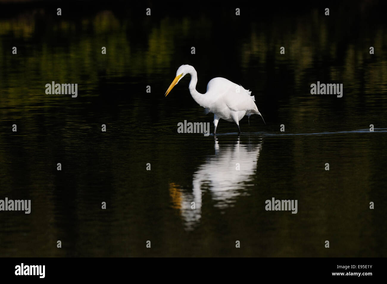 Grande Aigrette coller son cou en avant de buissons en arrière-plan. Lagoon au Fort de Soto, North Beach, St Petersburg Banque D'Images