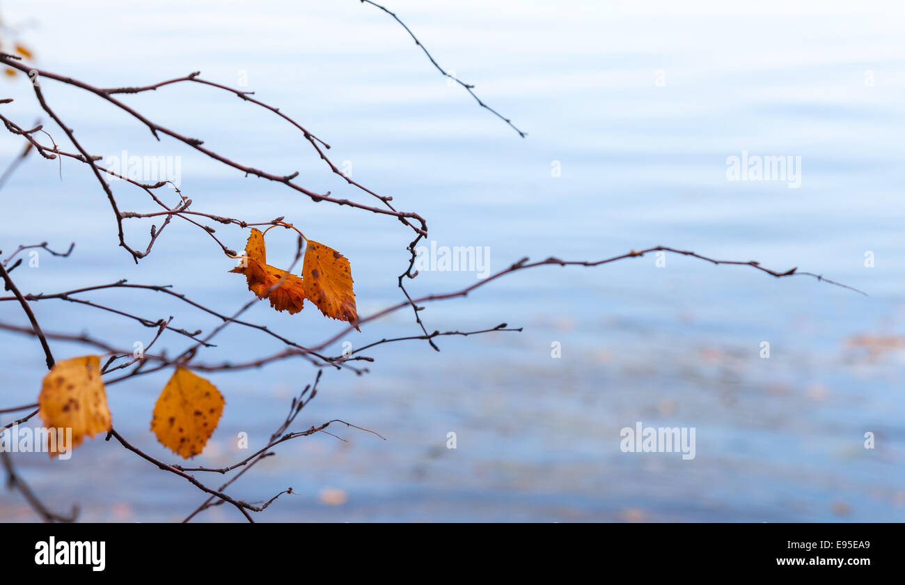 Les feuilles sèches de l'automne sur les côtes de l'arbre avec les reflets dans l'eau froide du lac encore bleu Banque D'Images