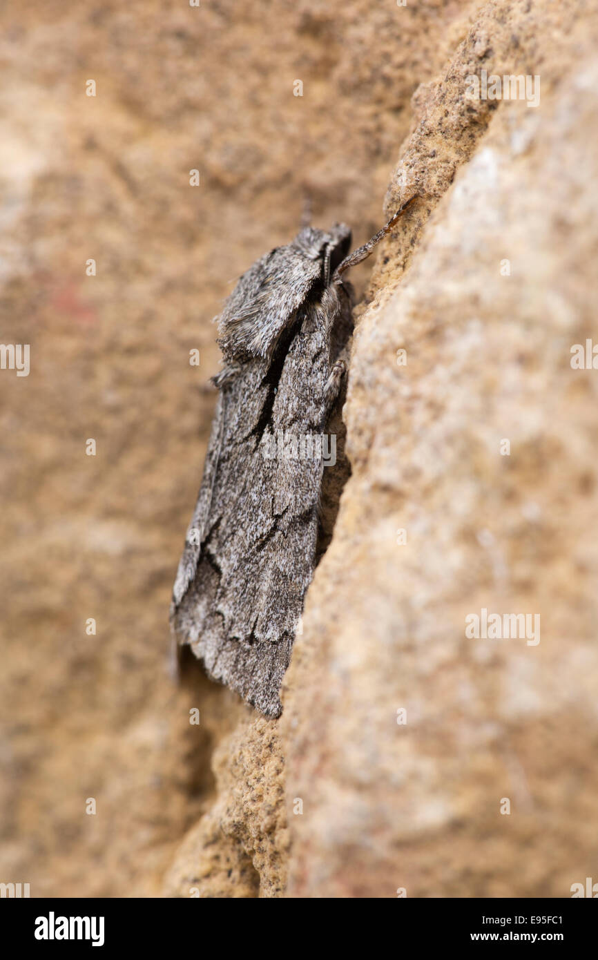 Dague gris Espèce d'Acronicta psi papillon adulte au repos sur un mur de pierre Banque D'Images