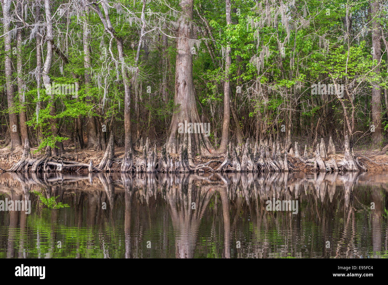 Le cyprès chauve (Taxodium distichum) et les genoux se reflétant dans Bates vieille rivière. Congaree National Park, Caroline du Sud, au printemps. Banque D'Images