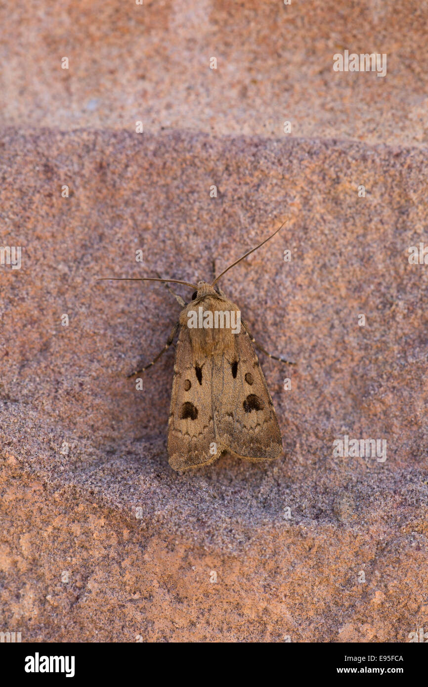 Coeur & Dart Espèce d'Agrotis exclamationis papillon adulte au repos sur un mur de pierre Banque D'Images