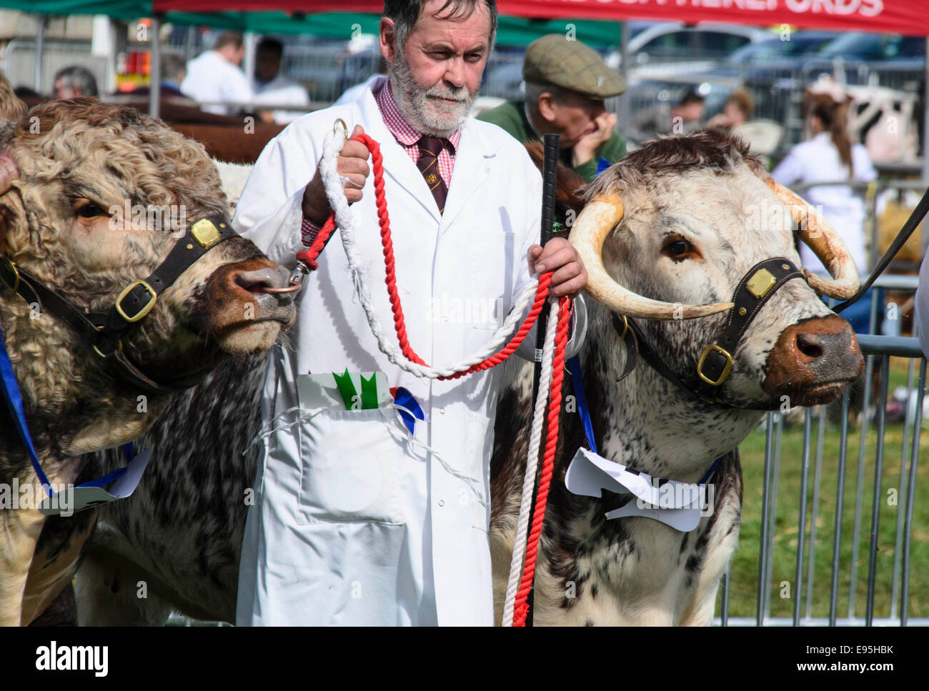 Longhorn bétail exhibés à Monmouth Pays montrent Monmouthshire Gwent Banque D'Images