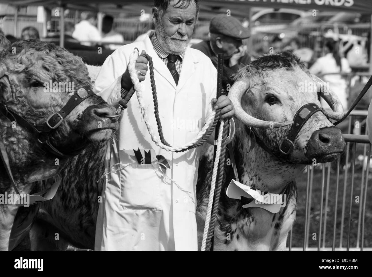 Longhorn bétail exhibés à Monmouth Pays montrent Monmouthshire Gwent Banque D'Images