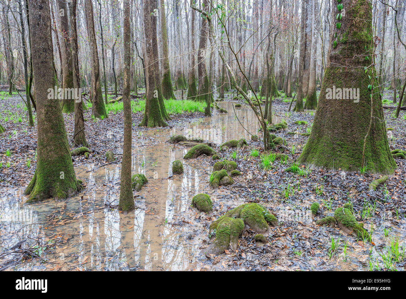 Tupelo Nyssa aquatica (eau) avec l'écologisation de carex au printemps. Congaree National Park, South Caorlina, printemps. Banque D'Images