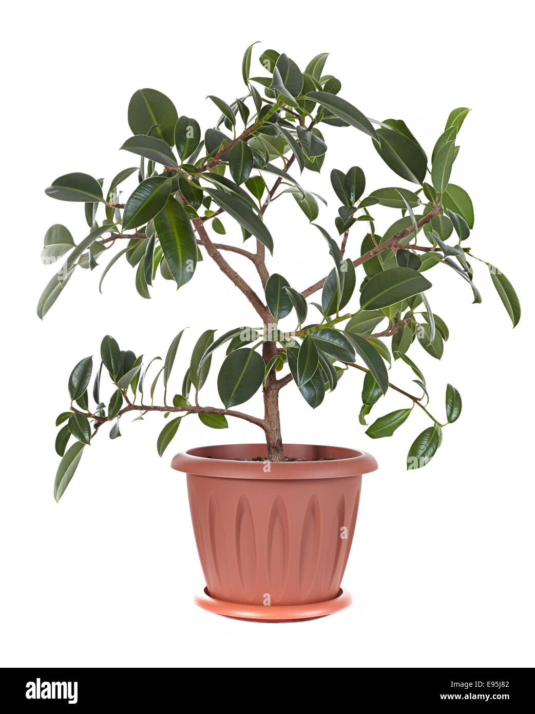 Ficus Banque D'Images