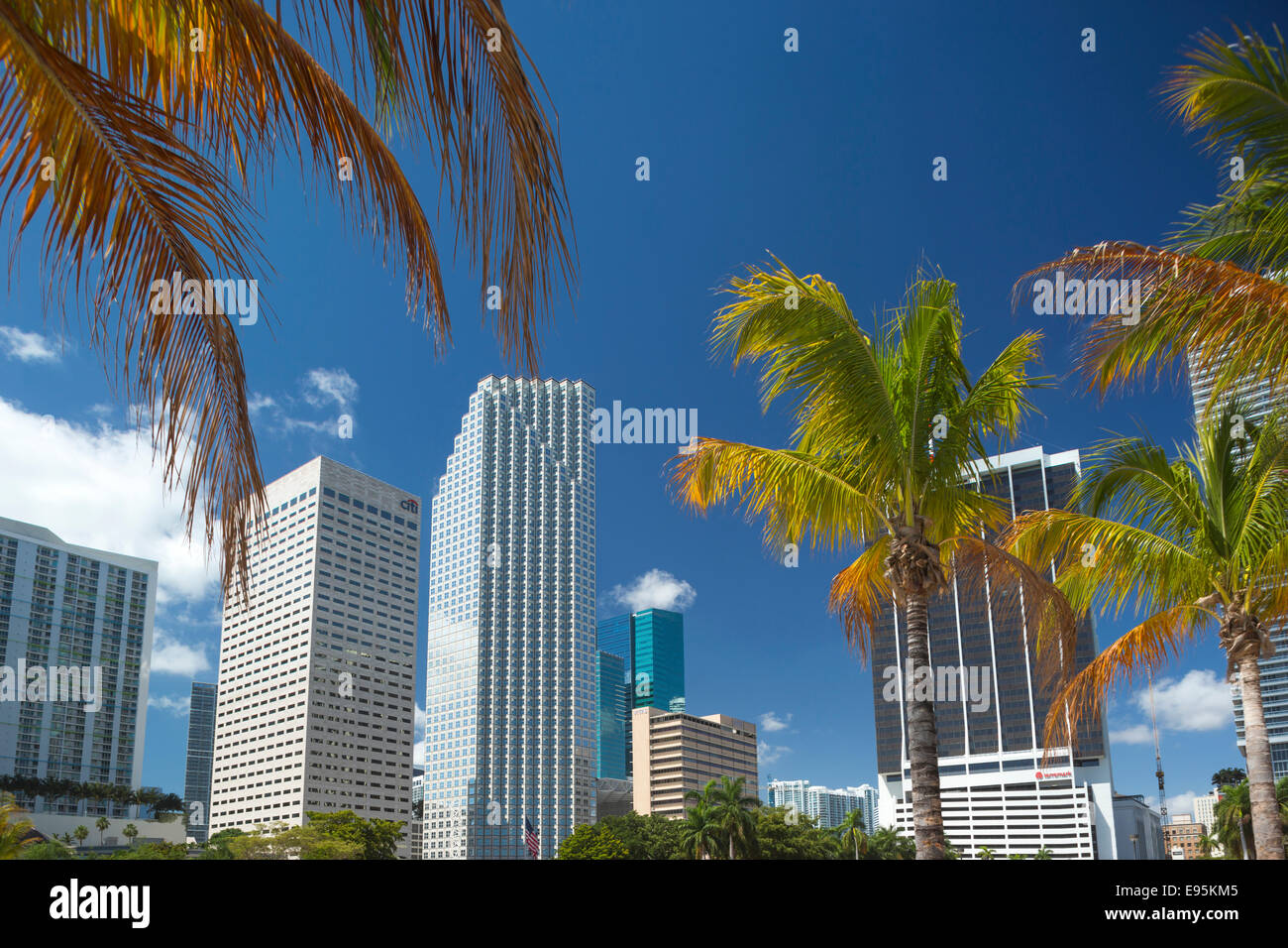 Palmiers BAYFRONT PARK CENTRE-VILLE MIAMI FLORIDA USA Banque D'Images